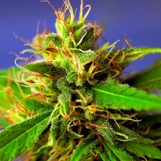 Understanding THC: The Key Component of Cannabis