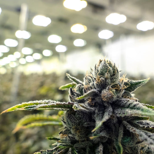 Top 5 Cannabis Strains for 2024: What’s Trending This Year